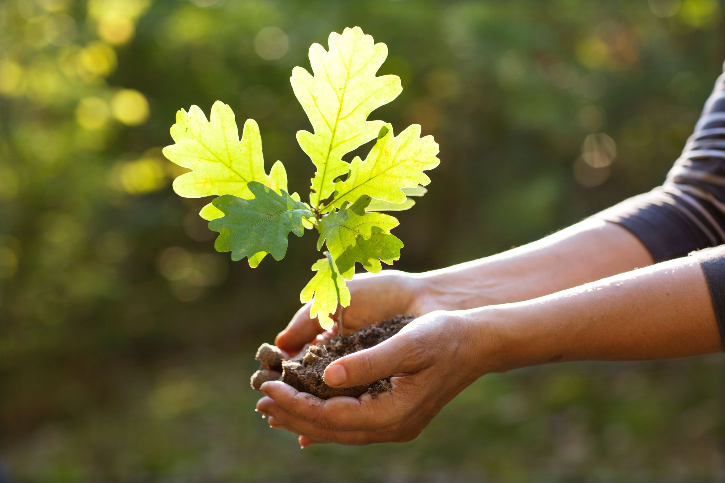 Environment,Earth,Day,In,The,Hands,Of,Trees,Growing,Seedlings Mains avec petit chêne