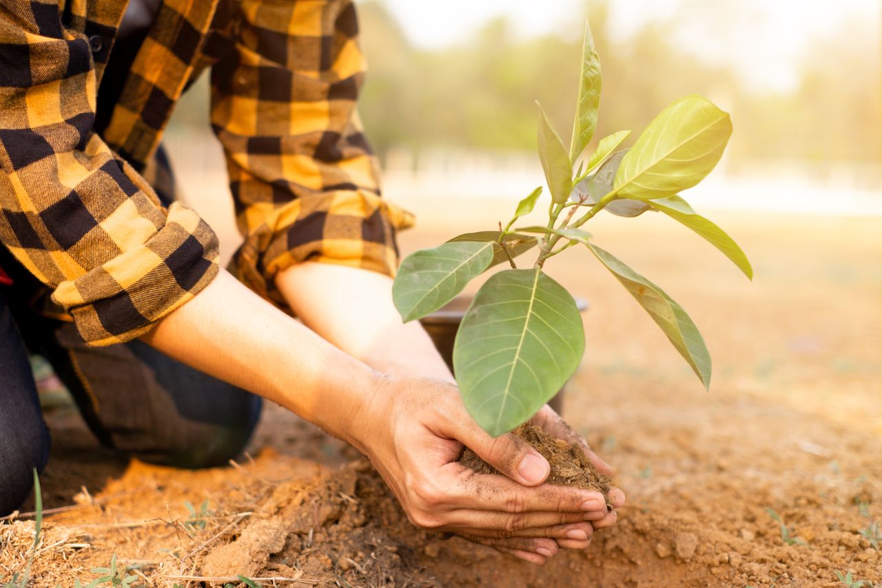 Closeup,Of,Hands,Planting,Trees,On,World,Environment,Day,With Plantation en terre jeune arbre