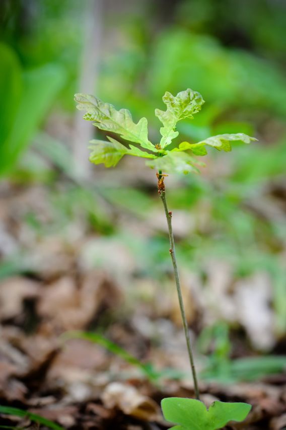 Sprout of oak in spring forest